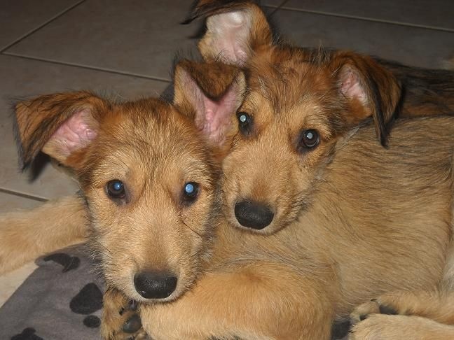CHIOTS:10ème semaine