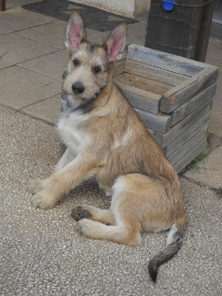 CHIOTS Heïdi + Grizzly:13ème et 14ème semaine