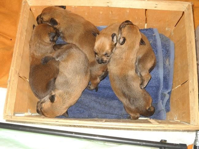 CHIOTS:1ère semaine