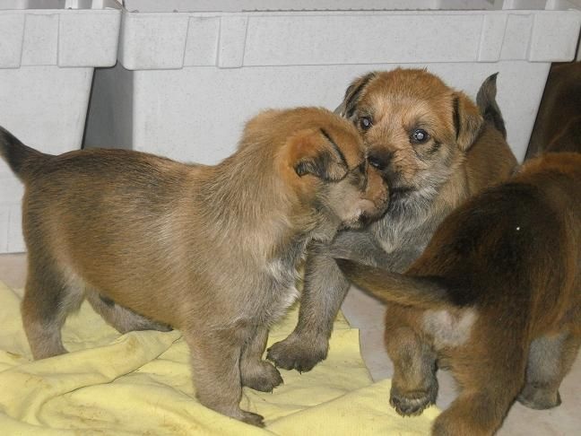 CHIOTS Heïdi +Grizzly:3ème semaine et qqes jours
