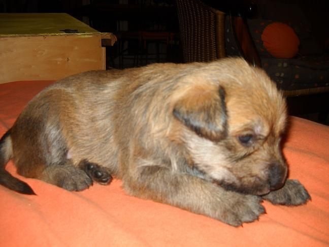 CHIOTS:2ème et 3ème semaine