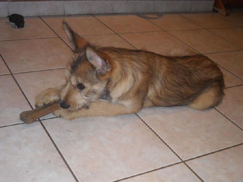 CHIOTS Heïdi + Grizzly :10ème à 12ème semaine