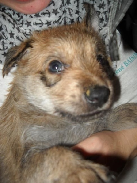 Chiots Heïdi + Grizzly :4ème semaine