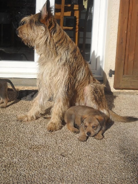 CHIOTS Heïdi + Grizzly:5ème semaine et qques jours