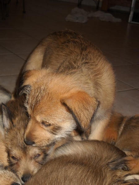 CHIOTS Heïdi+Grizzly:6ème semaine