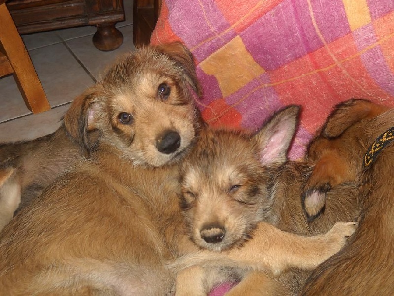 CHIOTS Heïdi + Grizzly : 7ème semaine