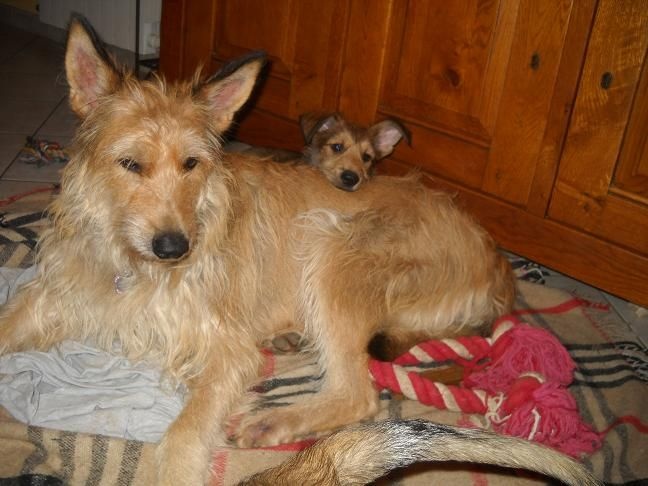 CHIOTS:9ème semaine