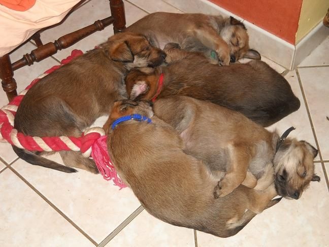 CHIOTS:5ème semaine