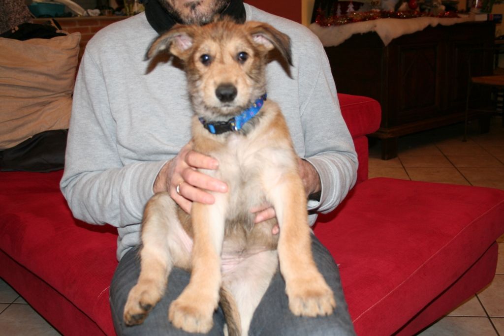 Chiots Heïdi+Glenn:8ème et 9ème semaine