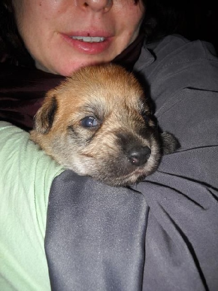 CHIOTS Heïdi +Grizzly:2ème semaine