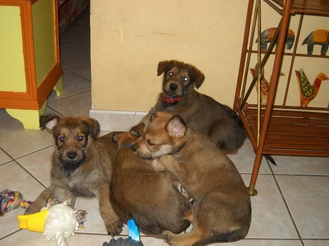 CHIOTS: 6ème semaine