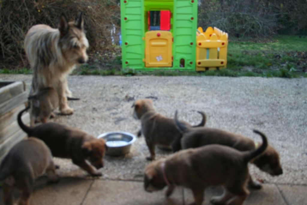 Chiots Heïdi+Glenn:4ème et début 5ème semaine