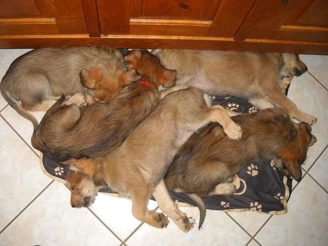 CHIOTS:8ème semaine