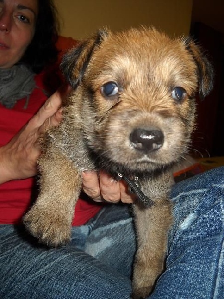 CHIOTS:4ème semaine