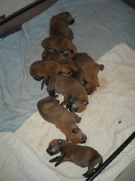 CHIOTS Heïdi +Grizzly:10 premiers jours