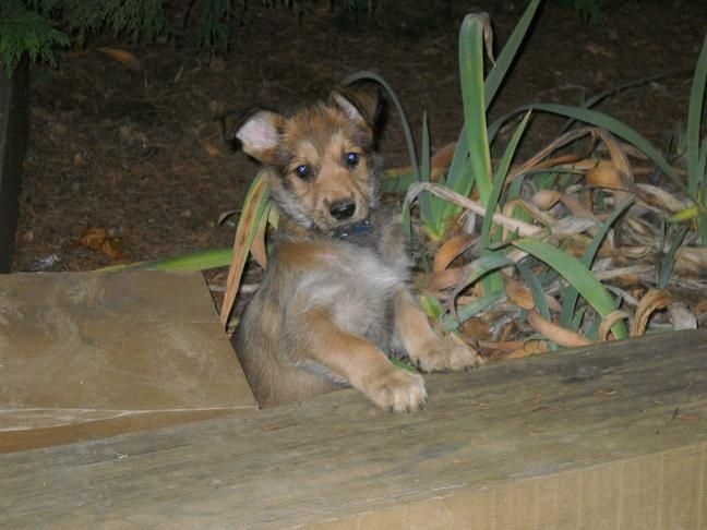 CHIOTS:7ème semaine