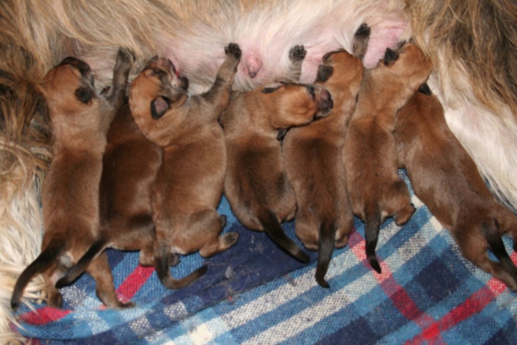 Chiot Berger de Picardie De La Colline De Gaïa
