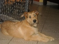 Hector